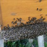 Bienen laufen in Bienenkiste