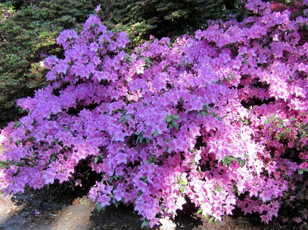 Lilafarbener Rhododendronbusch