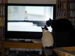 Katze beobachtet einen Vogel auf dem Bildschirm