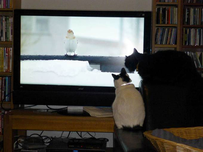 Zwei Katzen beobachten einen Vogel auf dem Bildschirm