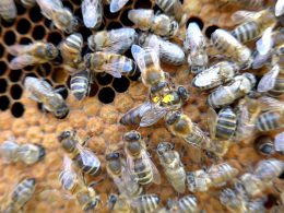 Bienenkönigin mit gelbem Punkt auf dem Rücken umgeben von ihren Pflegerinnen