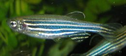 kleiner blau silber gestreifter Fisch unter Wasser
