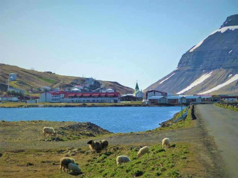 Landschaftsbild mit Fjord und Dorf. Im Vordergrund einige Schafe