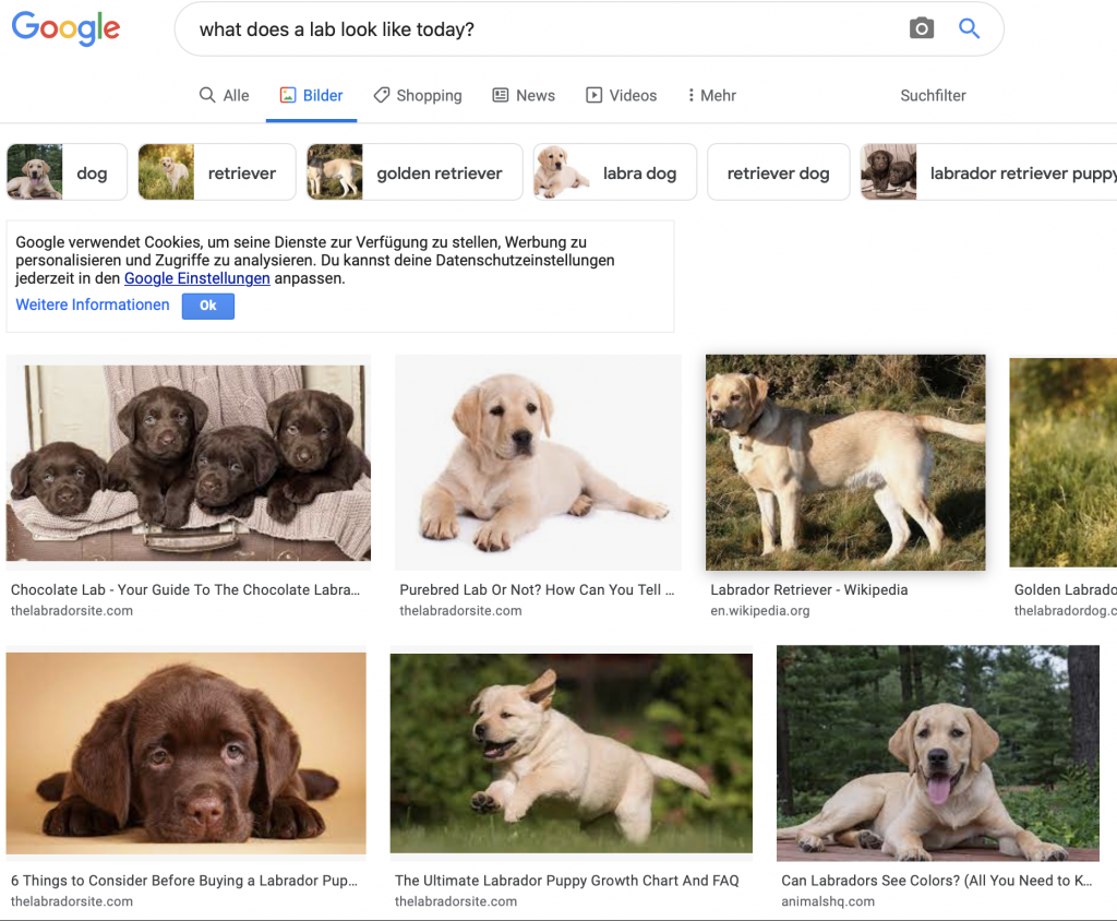 Bildschirmfoto für Suchergebnis auf die englische Frage "What does a lab Look like today? auf dem lauter Hunde der Rasse Labrador abgebildet sind.
