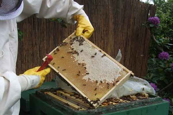 Imkerin hält eine Bienenwabe